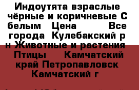 Индоутята взраслые чёрные и коричневые С белым › Цена ­ 450 - Все города, Кулебакский р-н Животные и растения » Птицы   . Камчатский край,Петропавловск-Камчатский г.